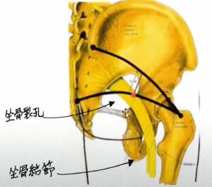 坐骨裂孔と坐骨結節